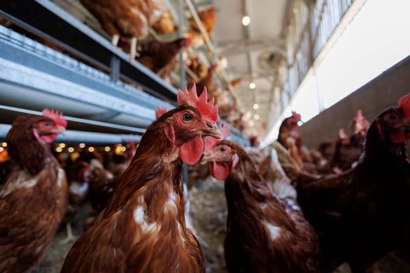 USDA develops potential plan to vaccinate poultry for bird flu - KSL News