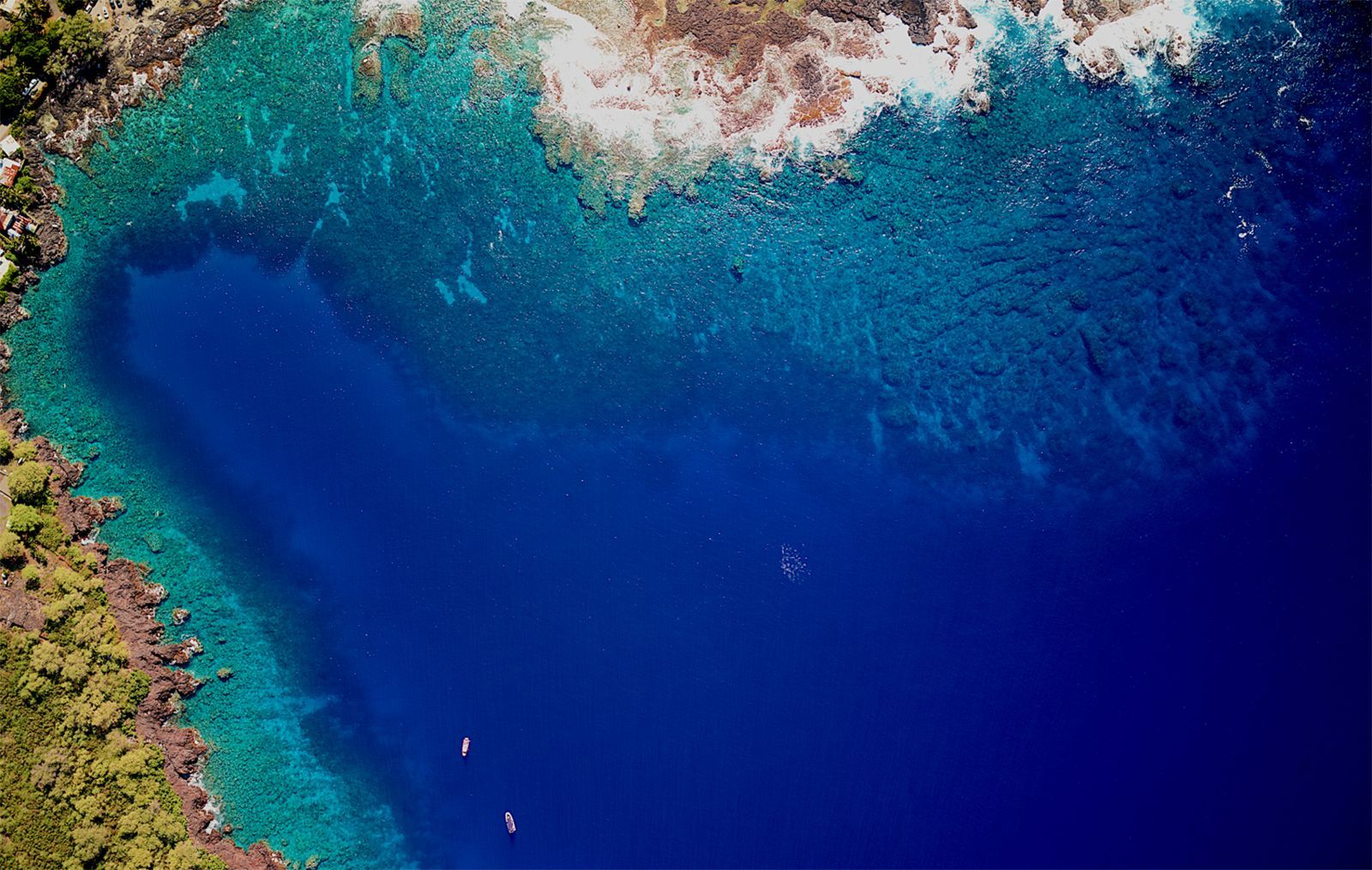 An explosion of sea urchins threatens to push coral reefs in Hawaii 'past the point of recovery'