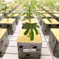 More than half of Utahns favor legalizing recreational marijuana, poll says