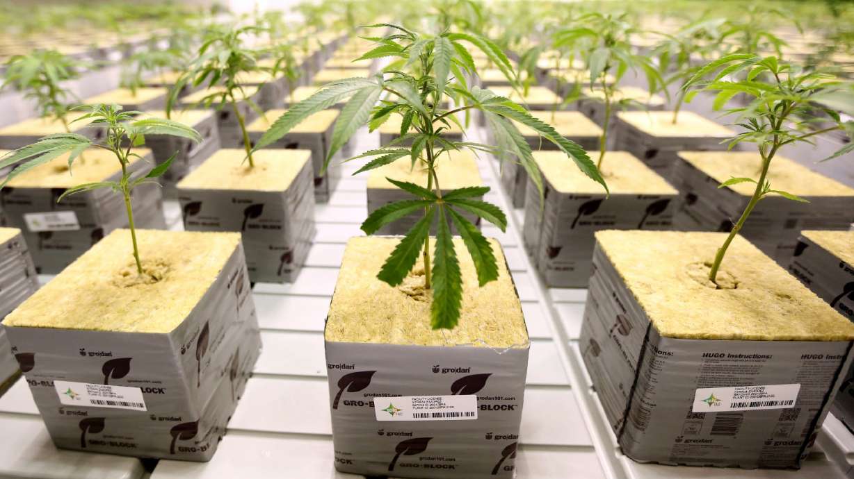 Marijuana plants grow in the veg room at Tryke Companies Utah's medical cannabis cultivation facility in Tooele on Jan. 30, 2020. A majority of Utahns favor legalizing marijuana for recreational use by adults, a new poll shows.
