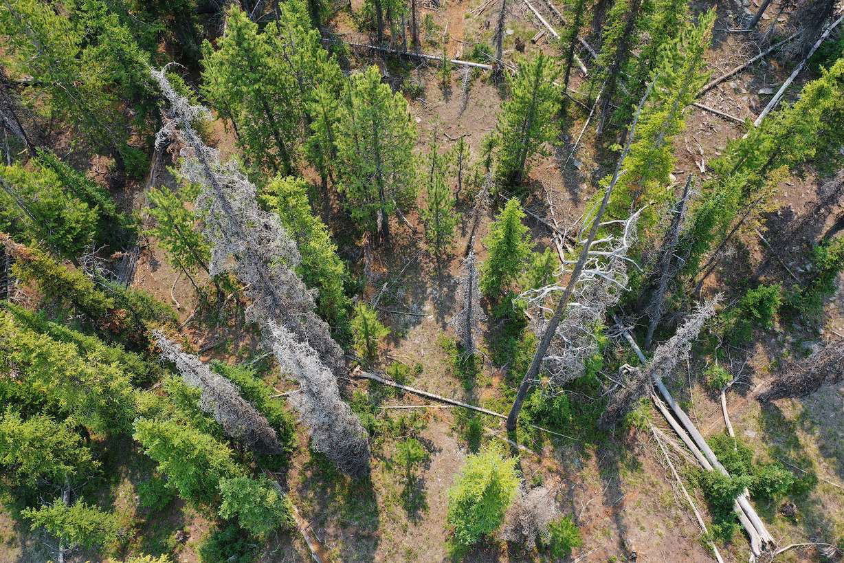 Dead trees are pictured near Soapstone Basin in the Uinta-Wasatch-Cache National Forest on July 10, 2021.