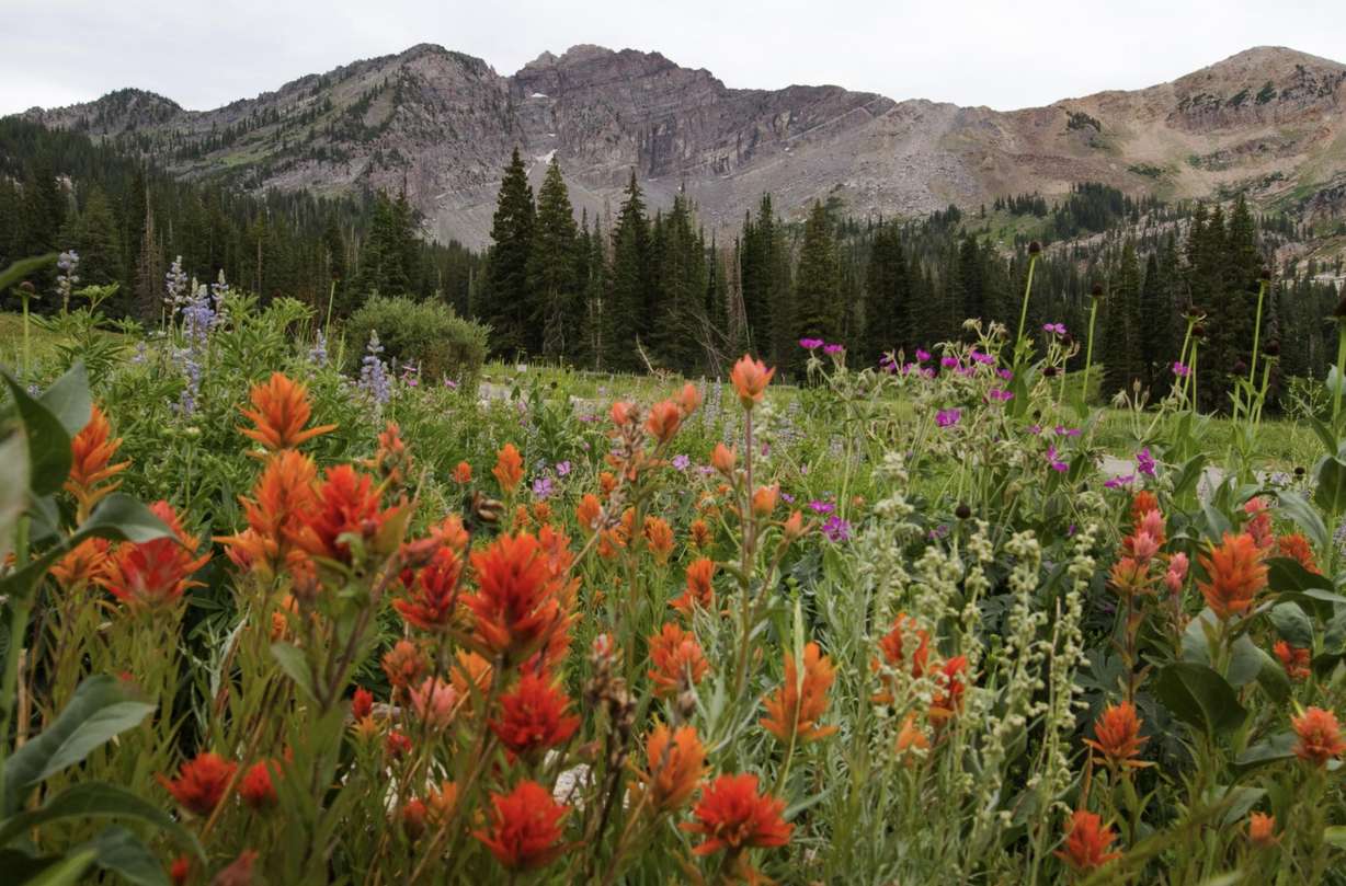 Where and when to find Utah's breathtaking wildflowers