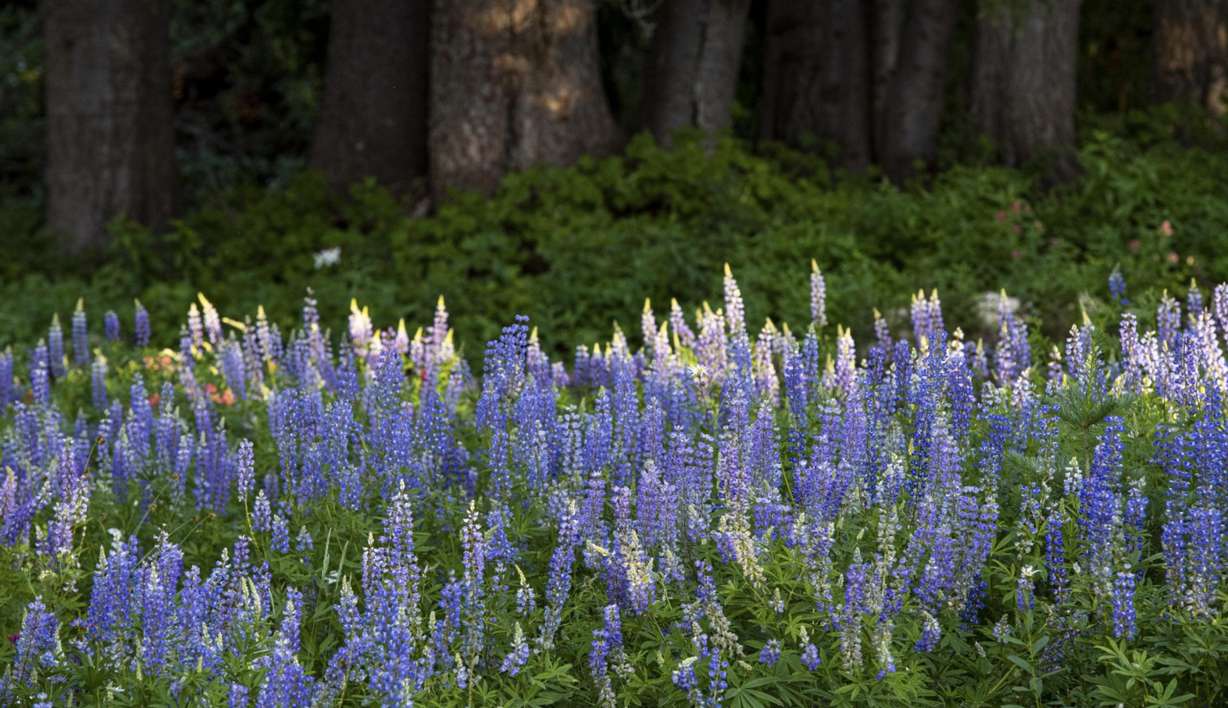 Where and when to find Utah's breathtaking wildflowers