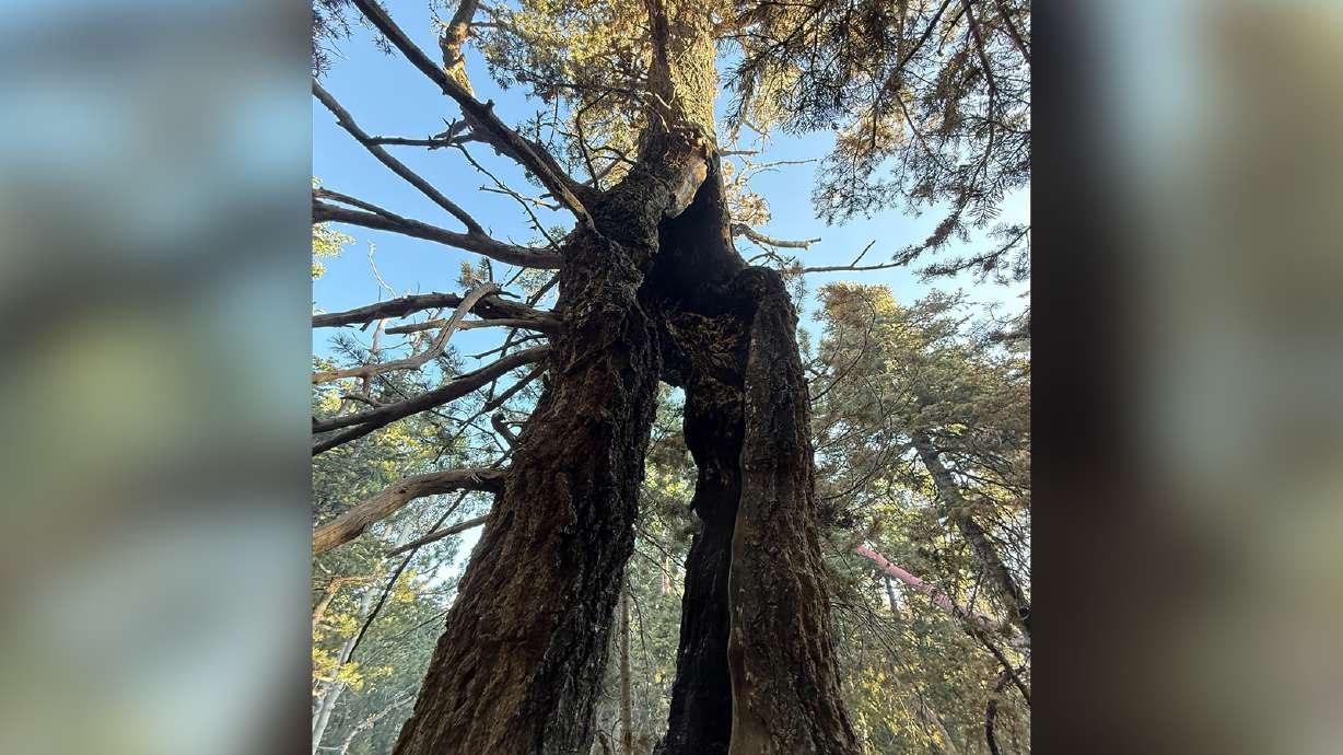 Dixie National Forest officials said Tuesday that lightning struck a tree 10 days before the Forsyth Fire was reported.