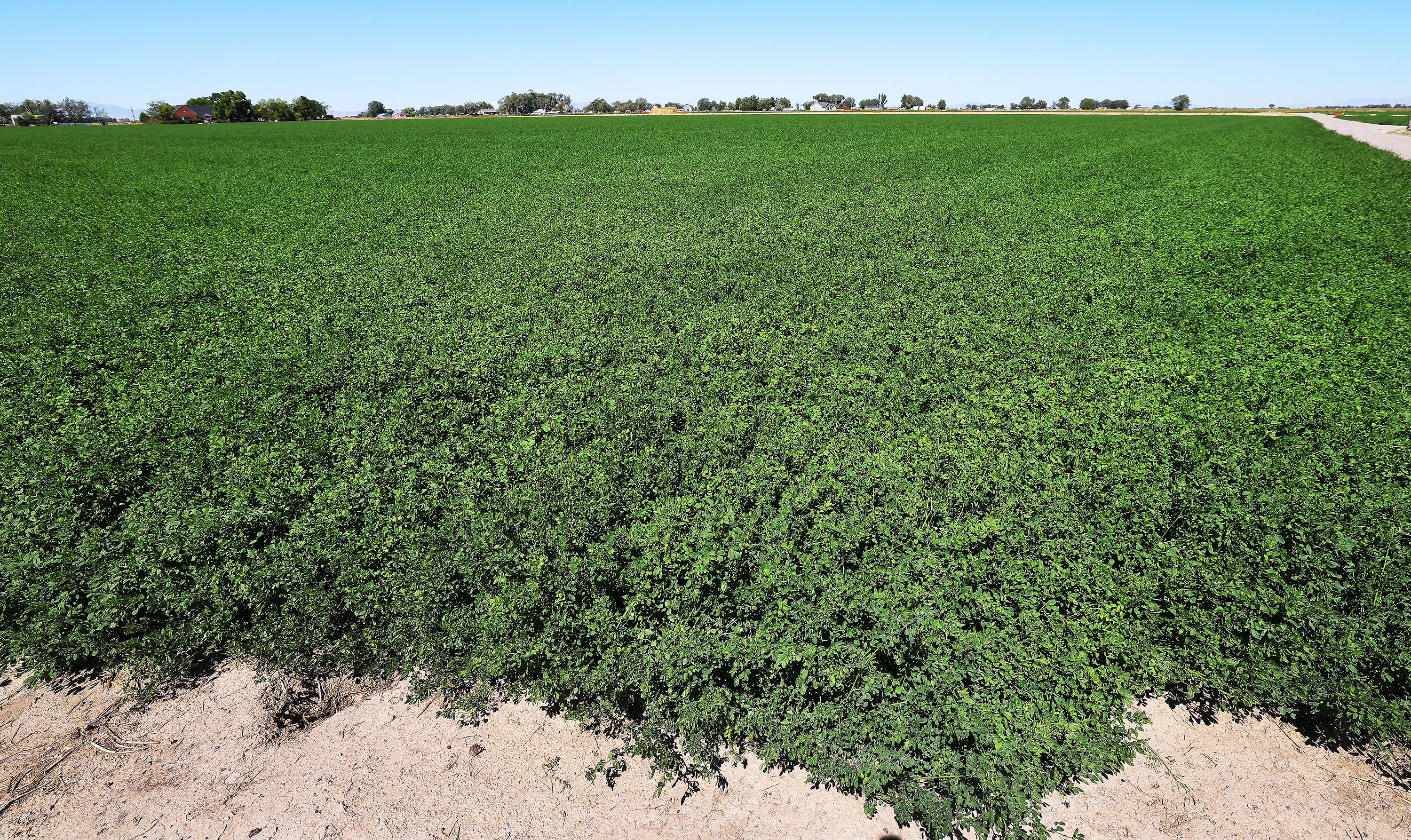 An alfalfa farm in Millard County is pictured on Sept. 6, 2023. Projects that have been completed through a Utah program that seeks to improve agricultural water efficiency have produced encouraging results.