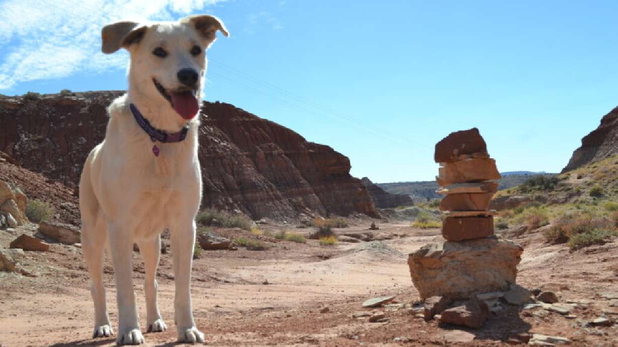 Hiking with pets can be a fun way to enjoy the summer weather, but it also involves a little more planning.