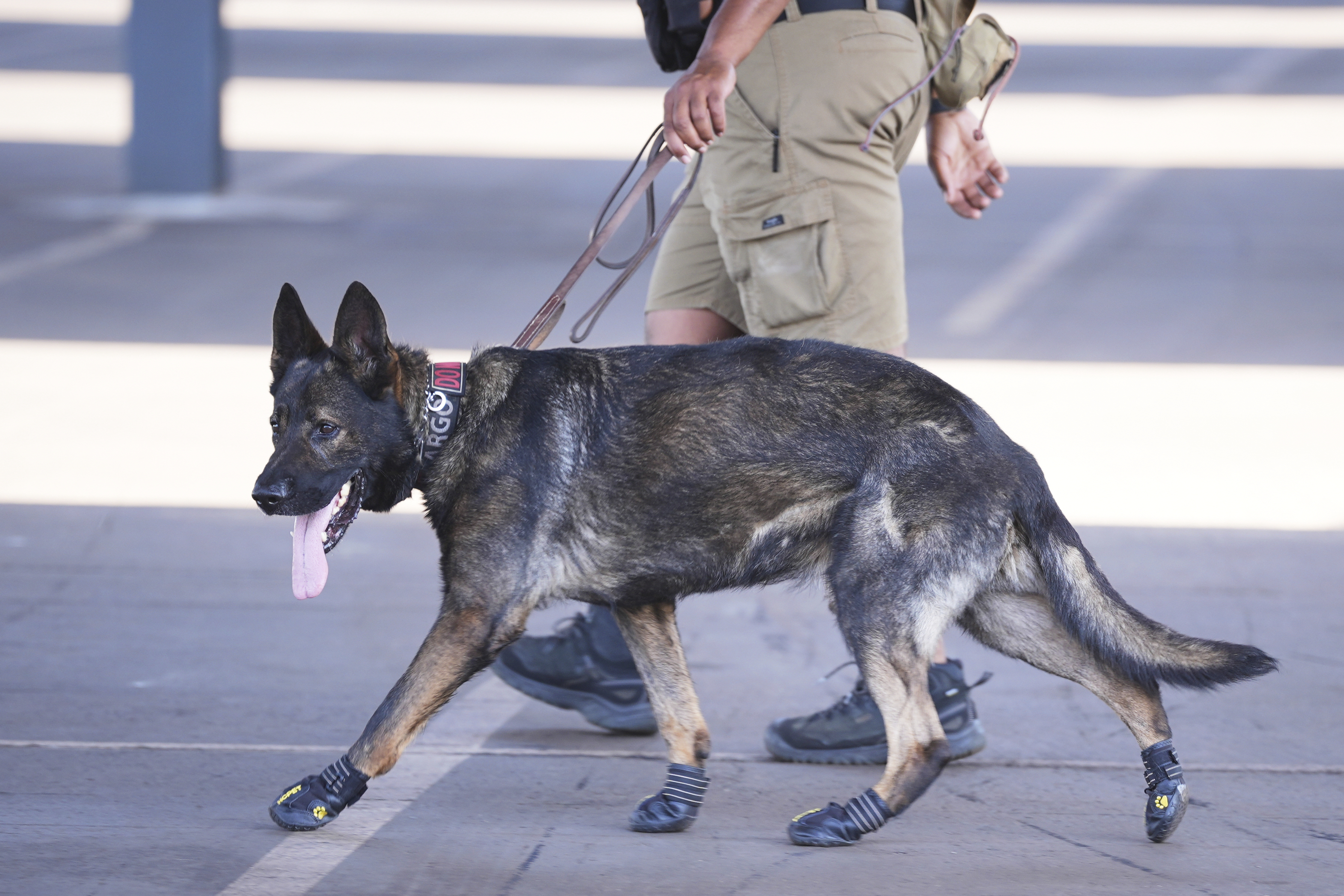 A security dog wears protective shoes due to the heat radiating off the asphalt as it patrols the stadium ahead of the Club World Cup Group D soccer match between Esperance Tunisie and Chelsea in Philadelphia, Tuesday, June 24, 2025.