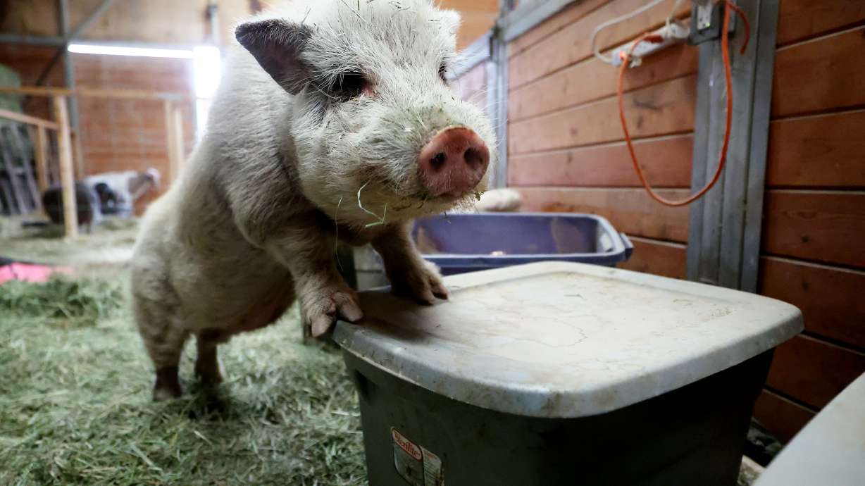 Miss Piggy, of Tooele County, stands on a lid to see what's going on around her. She other farm animals/pets need owners that remember to keep them cool — or cooler — when the temperatures start to rise.