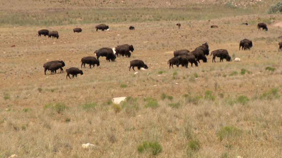 'They can run 40 miles an hour': Antelope Island urges safety around bison