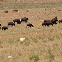 Headed to Antelope Island soon? Here's how to stay safe around bison