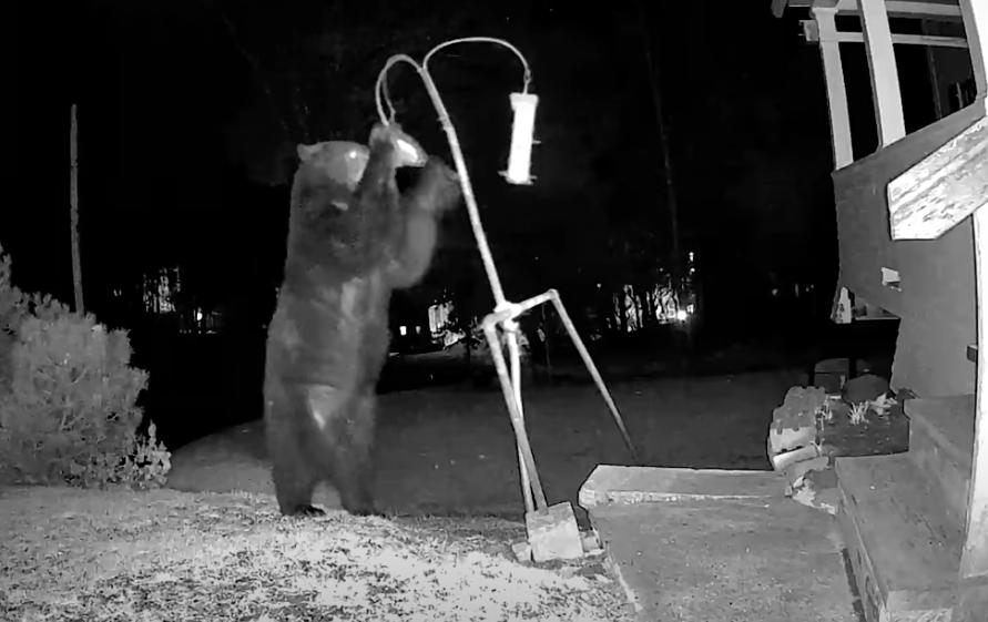 Have You Seen This? That was so nice of you to put out a bear feeder