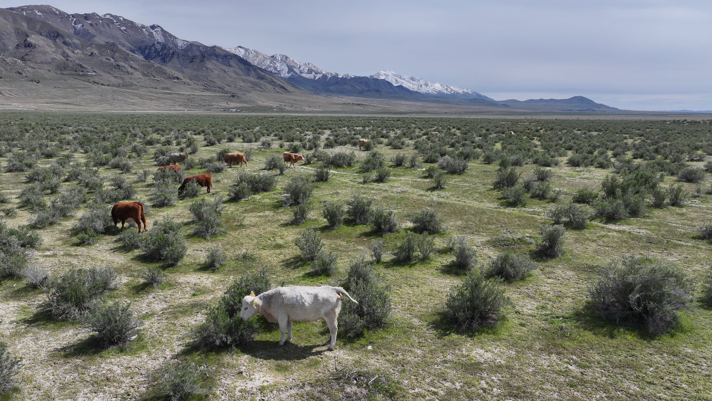 Cattle graze on public lands, some of which is managed by the Bureau of Land Management, in Tooele County on April 19, 2024. Sen. Mike Lee said late Saturday he was pulling a provision to sell public lands from the "One Big Beautiful Bill."