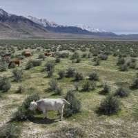 Sen. Mike Lee pulls public lands sale from Trump tax bill