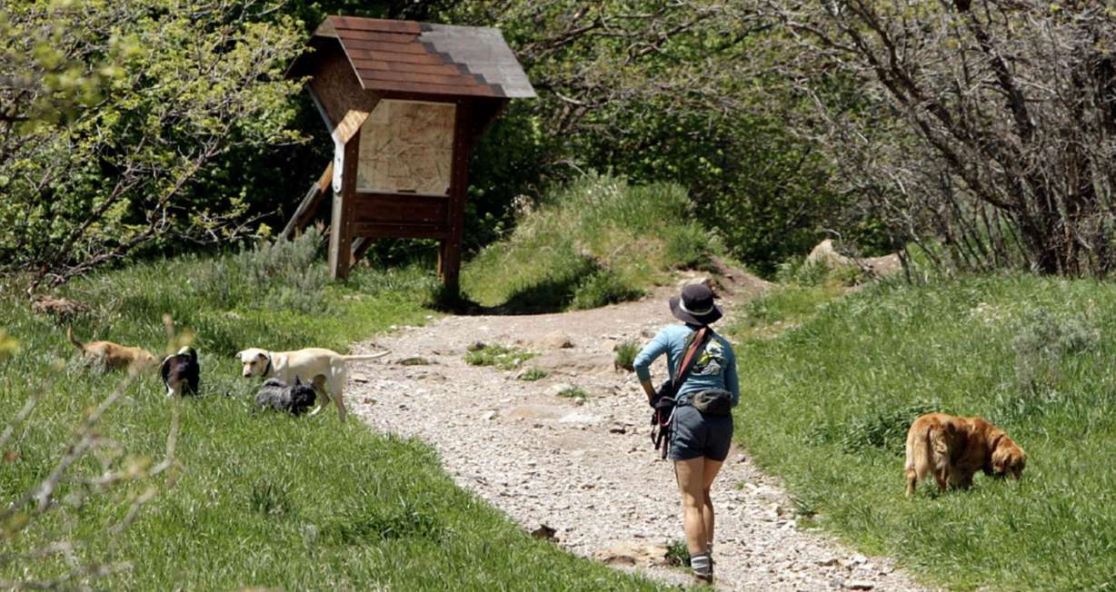 A dog owner hikes in Millcreek Canyon in Salt Lake City on May 1, 2012.