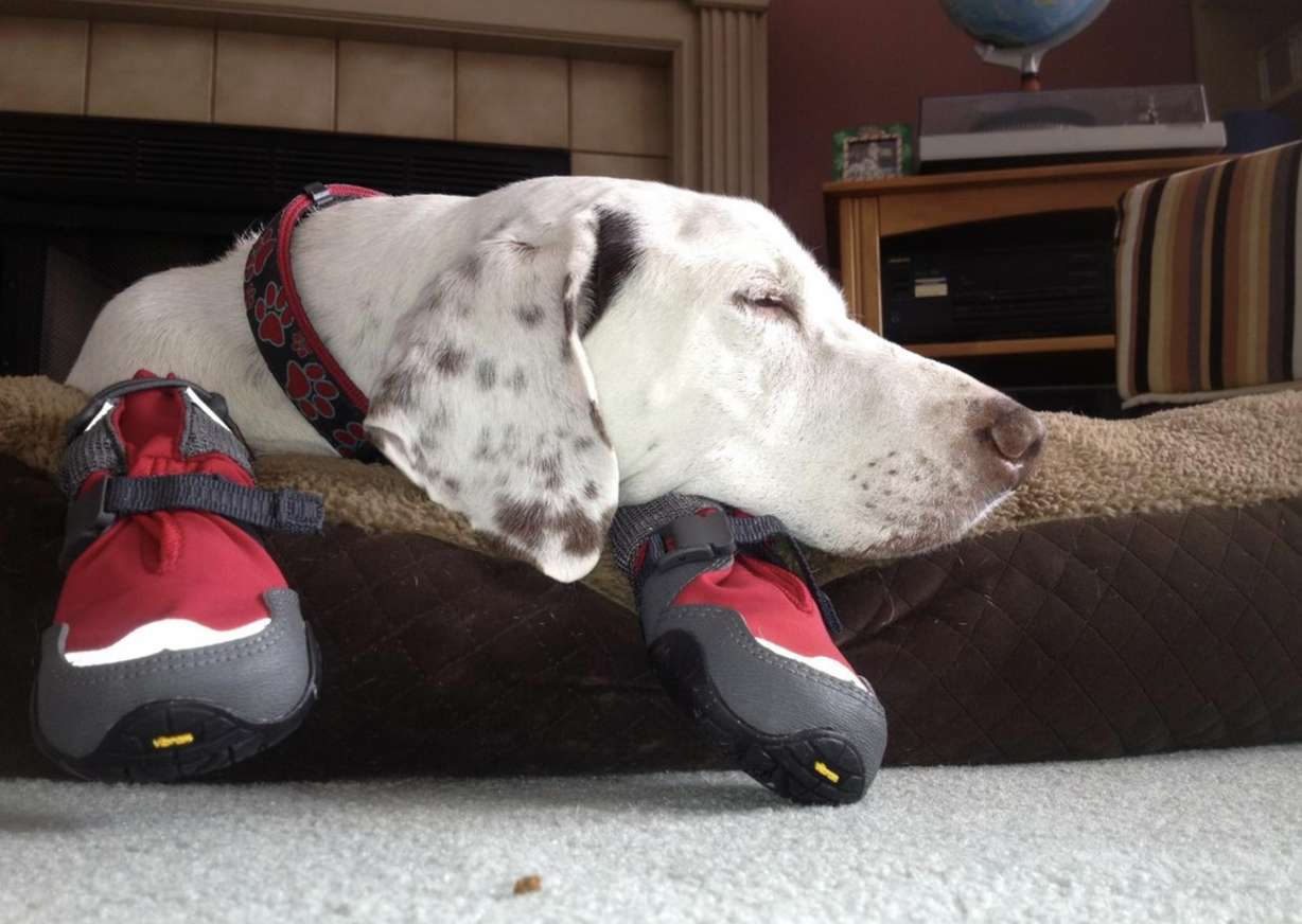 Work with your dog to ensure they are comfortable with wearing booties before trekking.