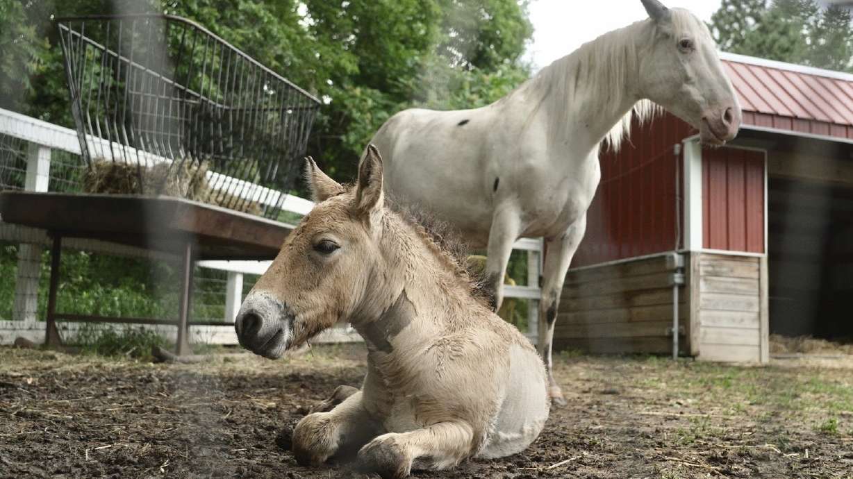 Marat, a Przewalski's horse foal, rests with his adoptive mother Alice, a Pony of the Americas, at the Minnesota Zoo on Thursday in Apple Valley, Minn.