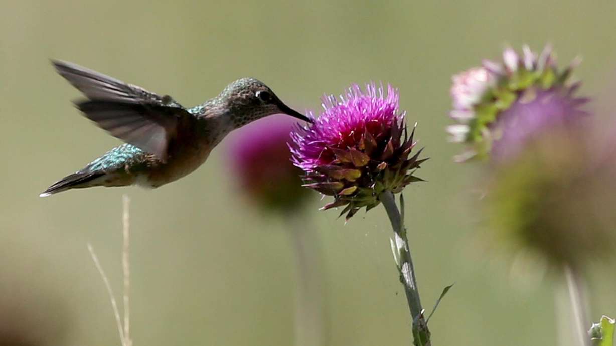 A hummingbird is pictured eating in July 2020.