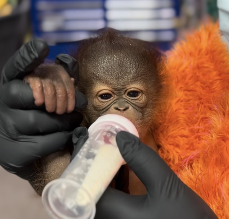 A baby orangutan born at Utah's Hogle Zoo in June is receiving around-the-clock care from animal caretakers.