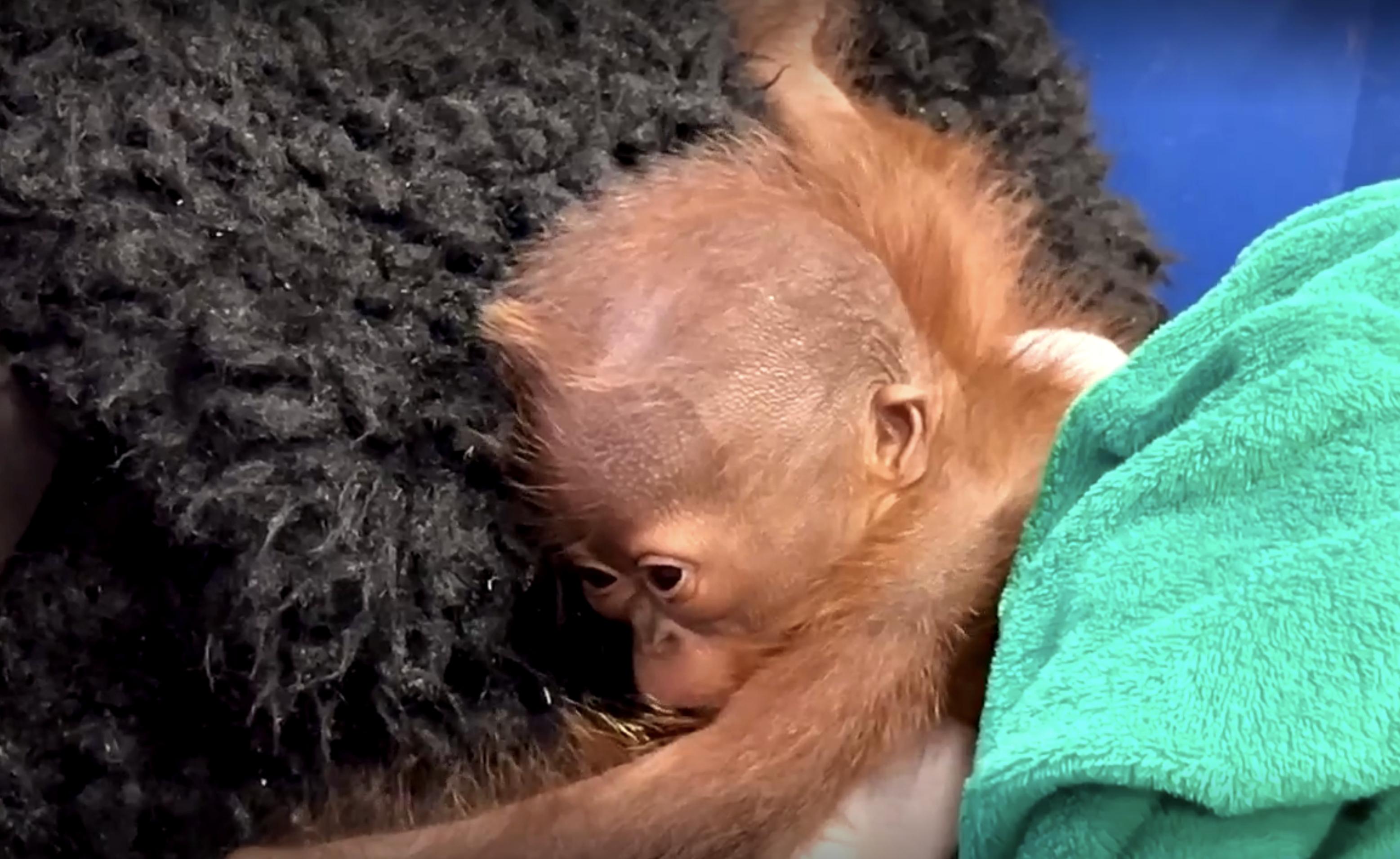 A baby orangutan born at Utah's Hogle Zoo in June is receiving around-the-clock care from animal caretakers.