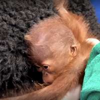 Hogle Zoo welcomes birth of baby orangutan; caretakers to raise the infant