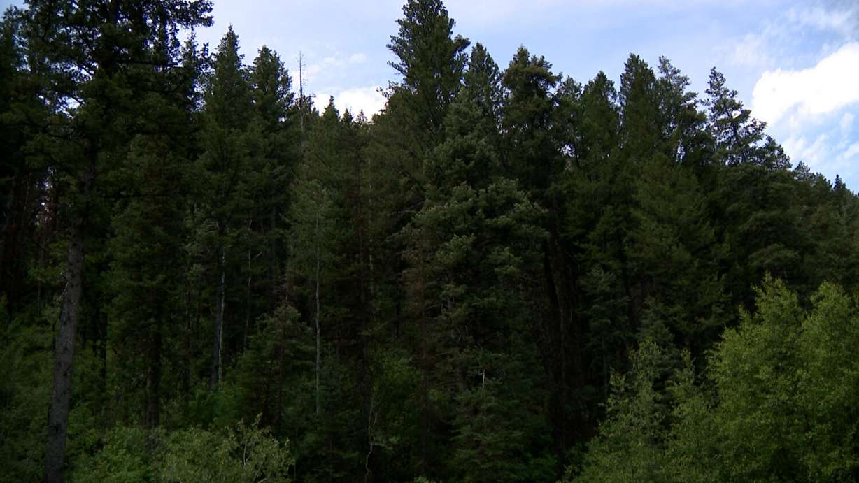 A wooded area in Lambs Canyon is seen on Tuesday. The USDA's rescindment of the 2001 "Roadless Rule" has some worried about future land grabs.