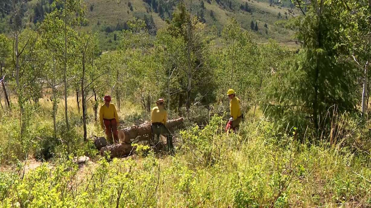 A group of firefighters cut down some junipers in Logan Canyon on August 22, 2024. The USDA's rescindment of the 2001 "Roadless Rule" has some worried about future land grabs.