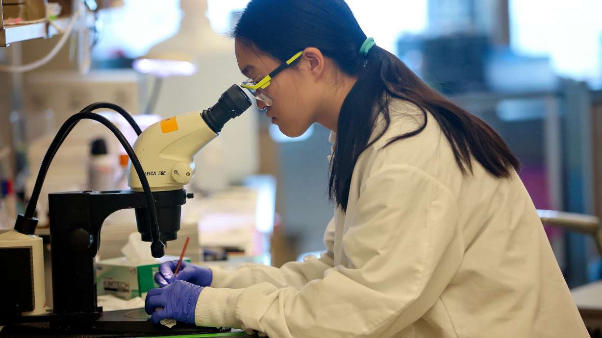 Jade Ngu works in the Wachowiak Lab in the University of Utah’s Sorensen Molecular Biotechnology Building in Salt Lake City on Feb. 11. The U is counted among the top 7% of the 2,250 "top universities" ranked by U.S. News and World Report.