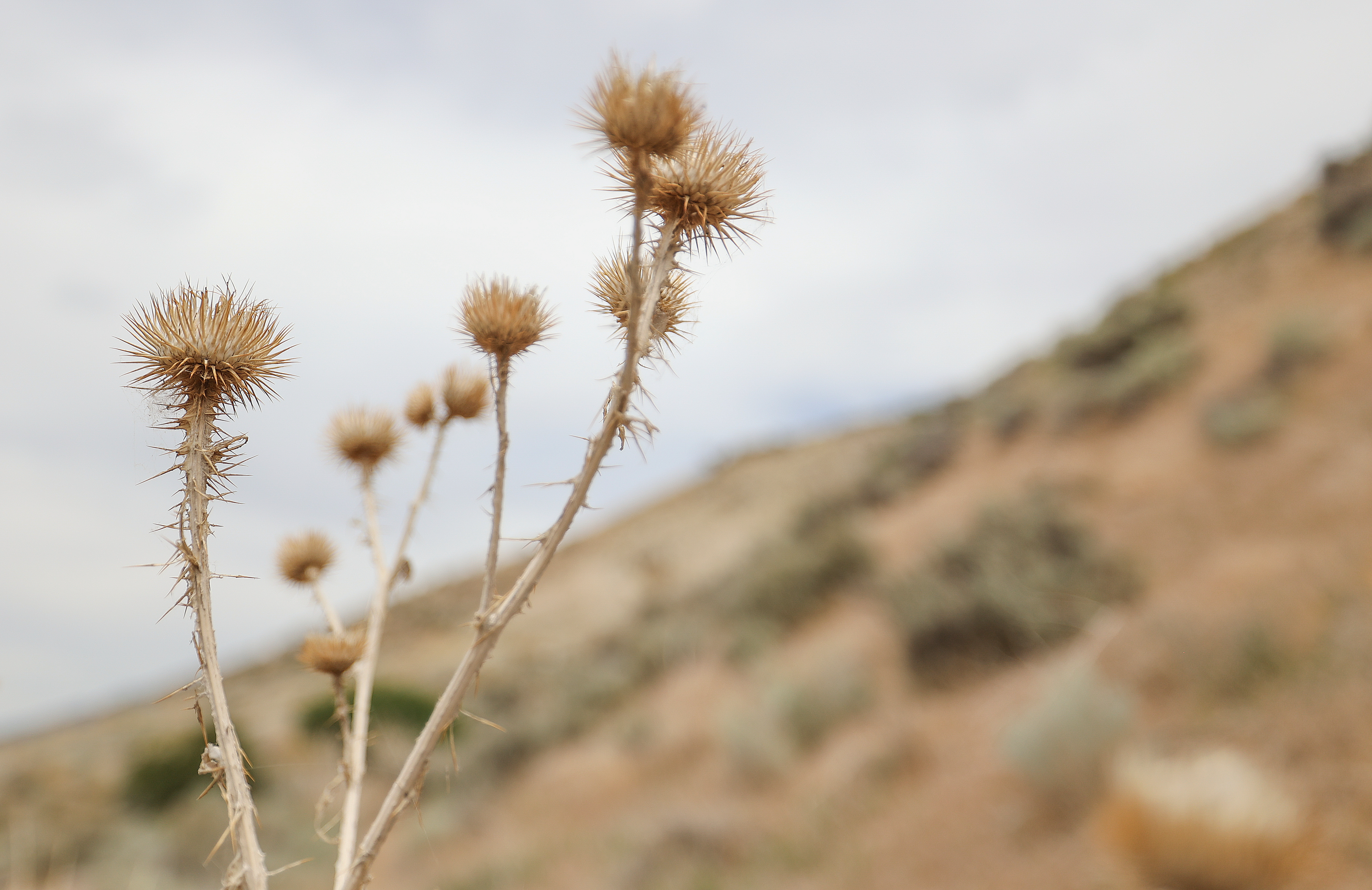 Dry conditions are pictured in Cedar Hills as Utah experiences a drought on Thursday. Virtually all of Utah is now in drought, the U.S. Drought Monitor reported on Thursday.
