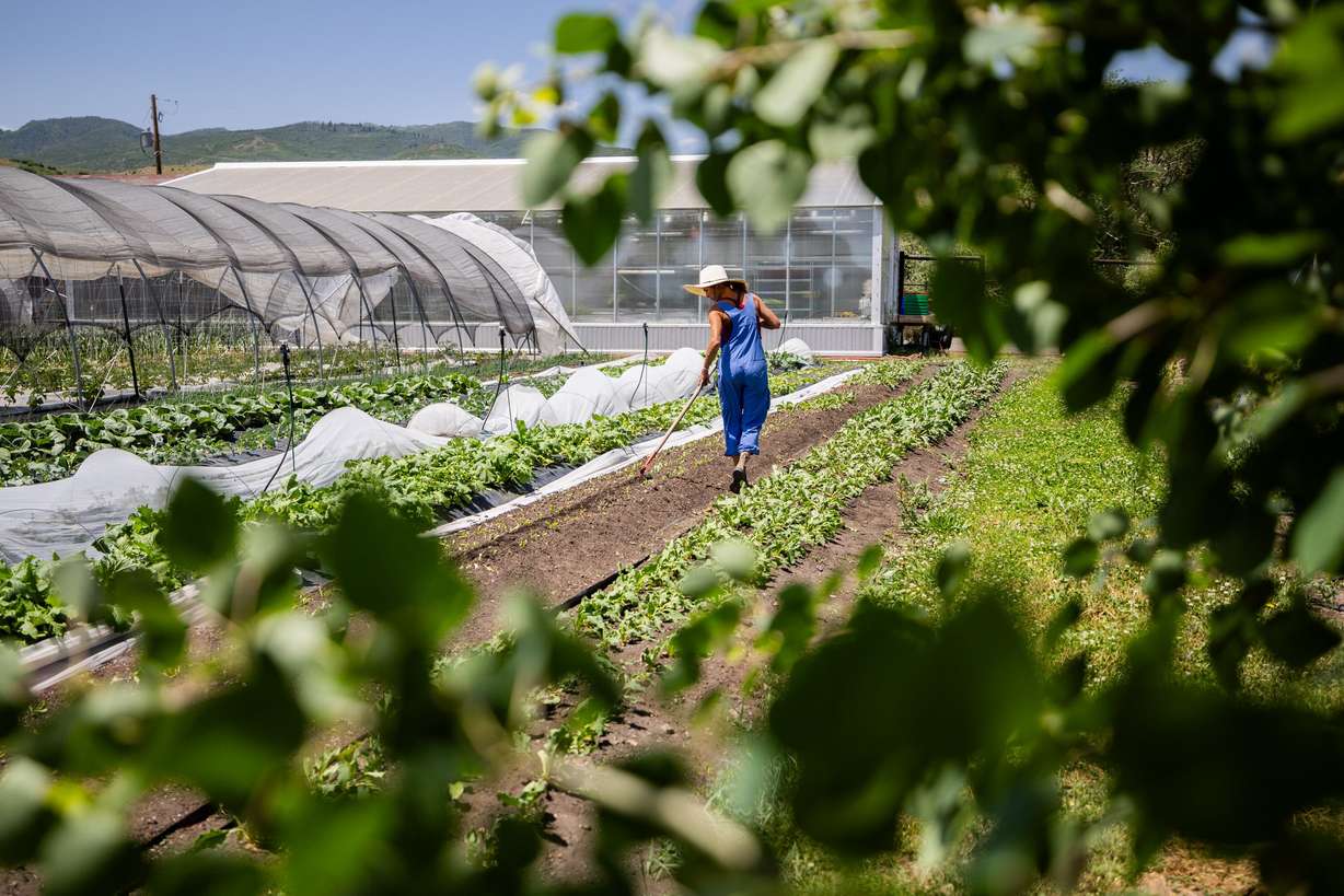 Lynsey Gammon, the farm director at Gracie's Farm, hoes on the farm in Wanship on Friday, June 20, 2025.