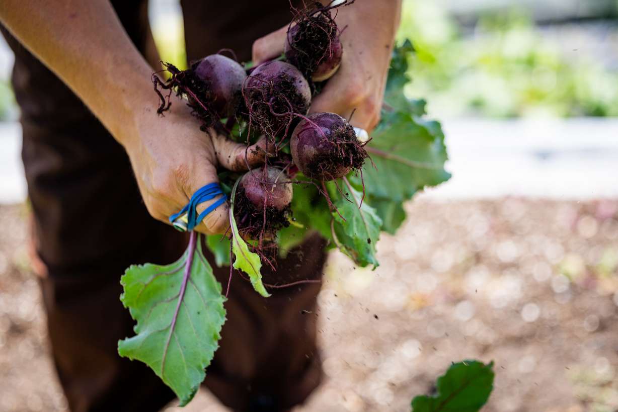 Jacee Andersen, a farmer at Gracie's Farm, harvests beets in Wanship on Friday, June 20, 2025.