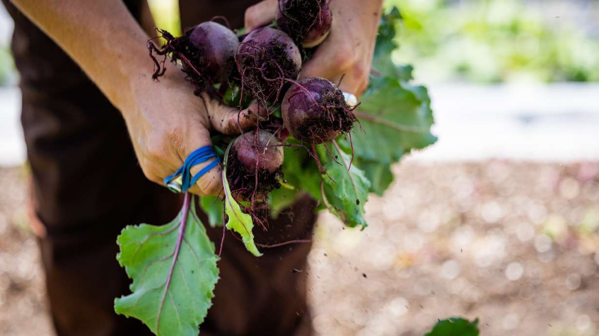 Jacee Andersen, a farmer at Gracie's Farm, harvests beets in Wanship on June 20. Salt Lake City was chosen as one of five regional hubs the U.S. Department of Agriculture will be relocating operations to.