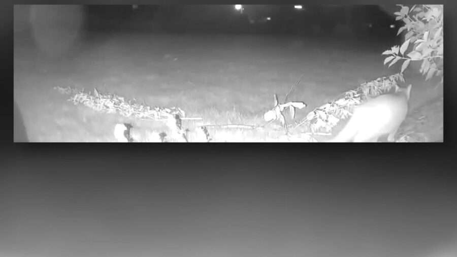 A mountain lion is seen just feet from the Wilber family's home in Mapleton on a security camera.