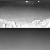 Mountain lion sightings put Mapleton neighborhood on high alert