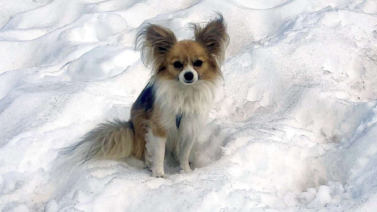 A Chihuahua sits on snow in Zermatt, Switzerland, Friday. Pacing atop an Alpine rock, the dog helped a helicopter crew locate its owner.