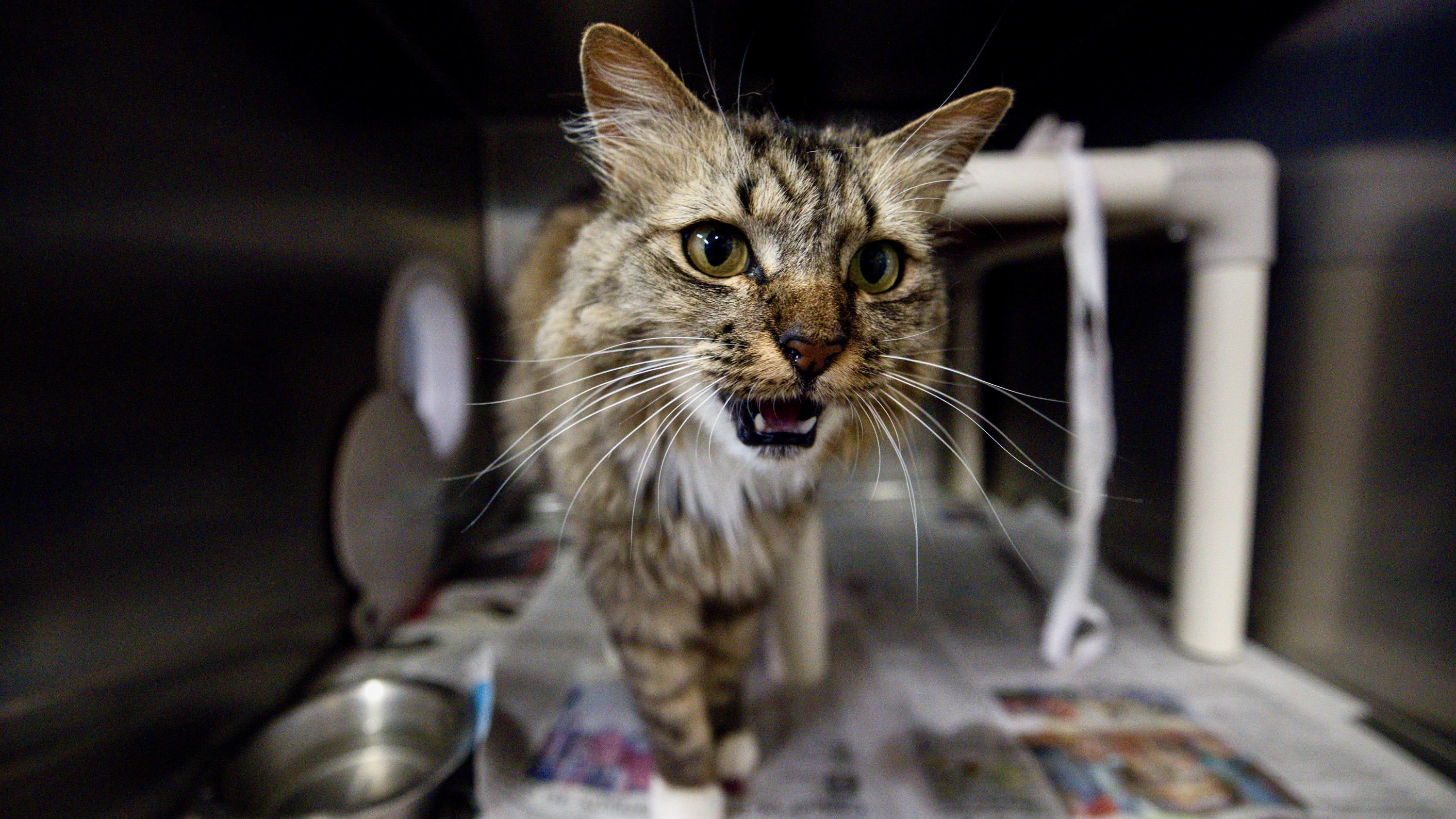 Size of new Davis County animal shelter to be scaled back due to rising costs