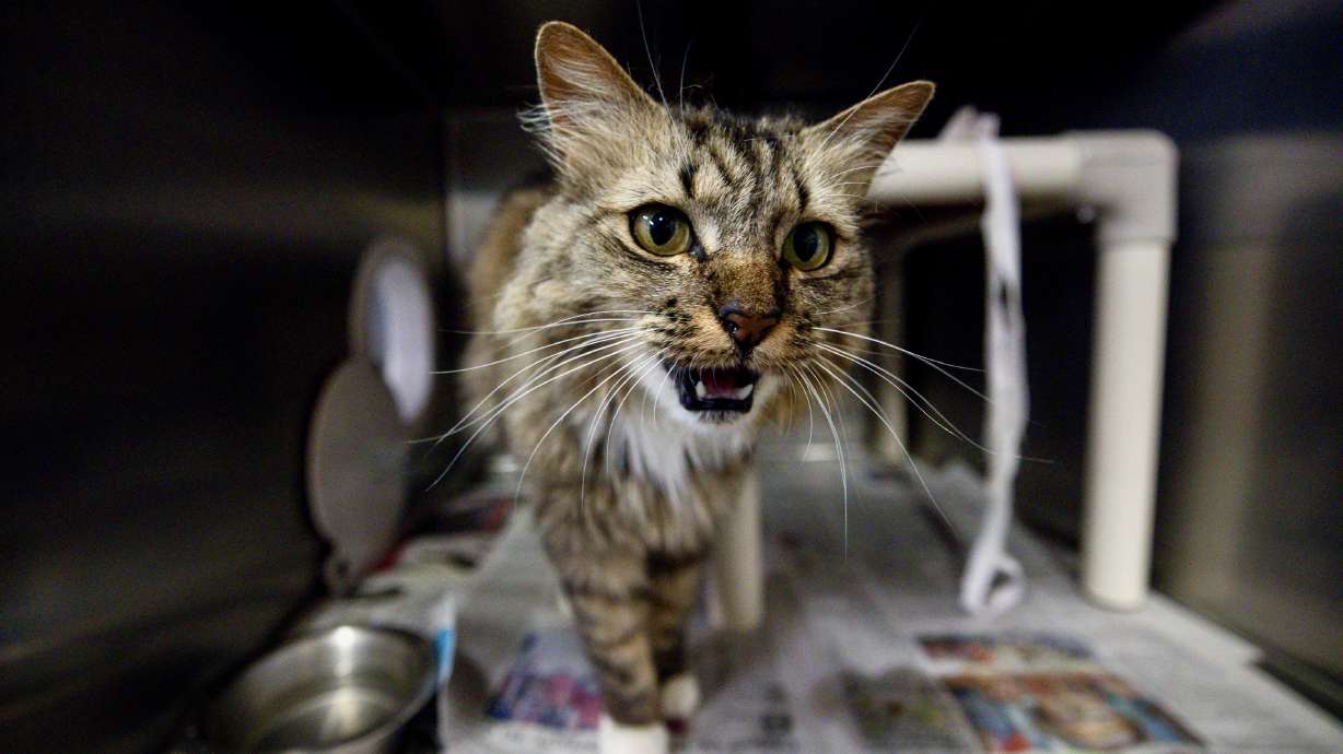 Laura pokes her nose out of her crate at the Animal Care of Davis County in Fruit Heights on Wednesday.