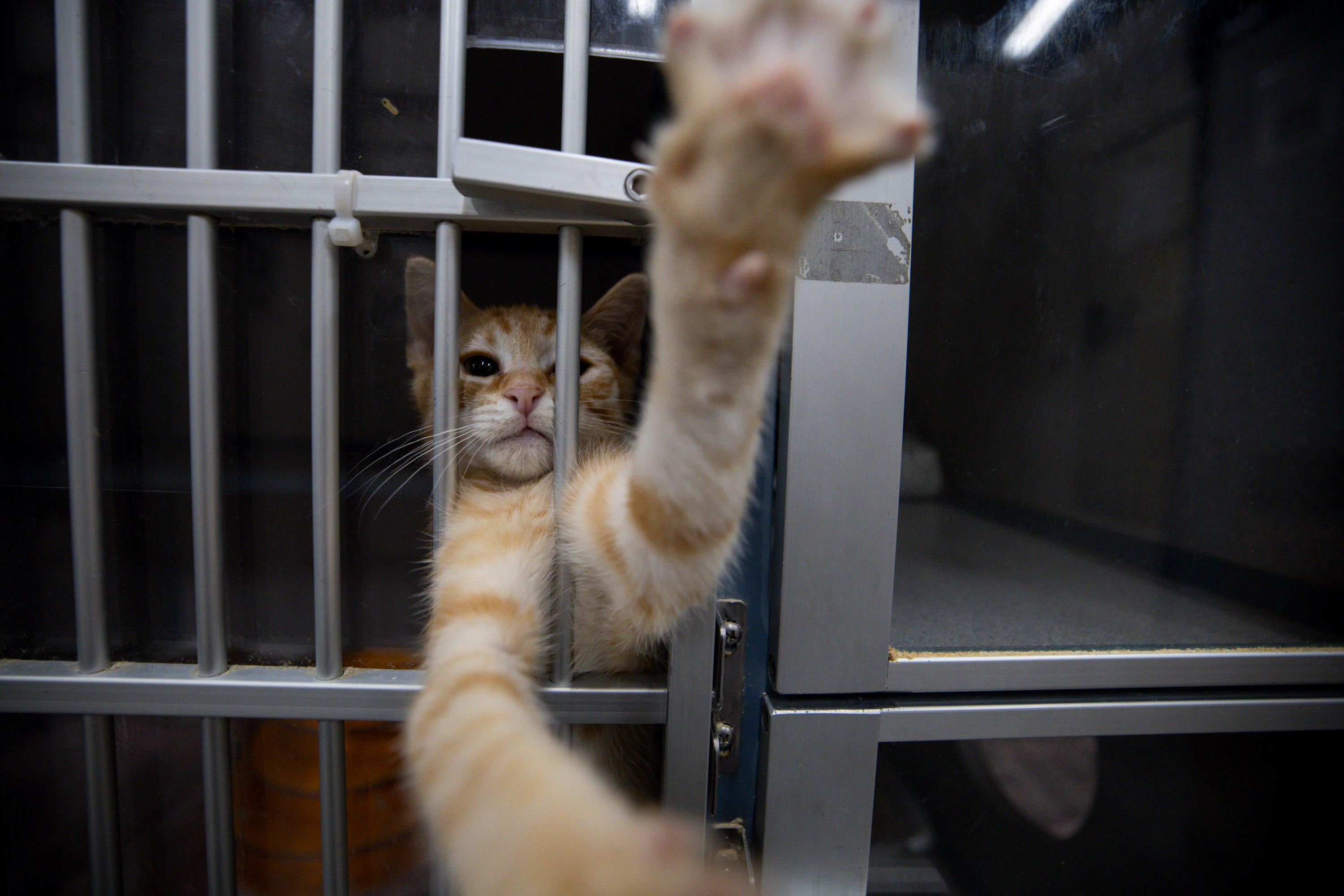 Dr. Pepper reaches out of his kennel at the Animal Care of Davis County in Fruit Heights on Wednesday.