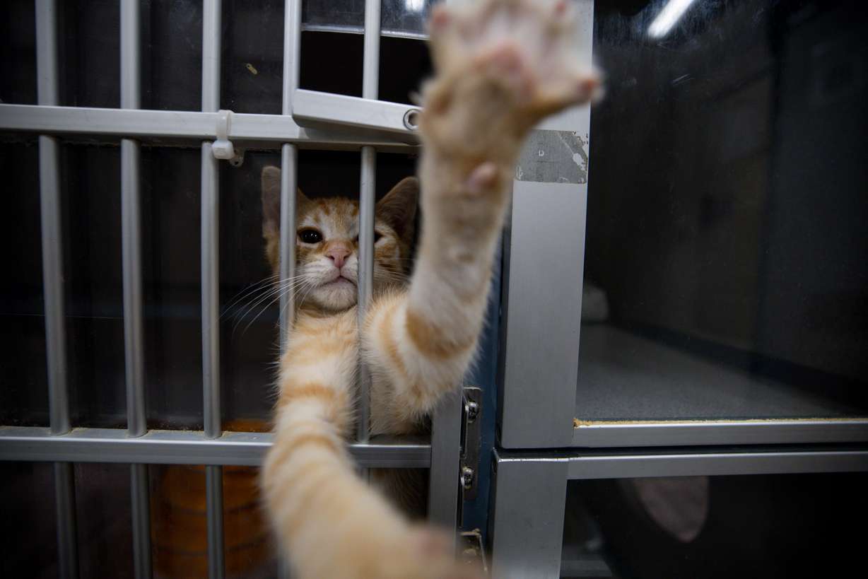 Dr. Pepper reaches out of his kennel at the Animal Care of Davis County in Fruit Heights on Wednesday.