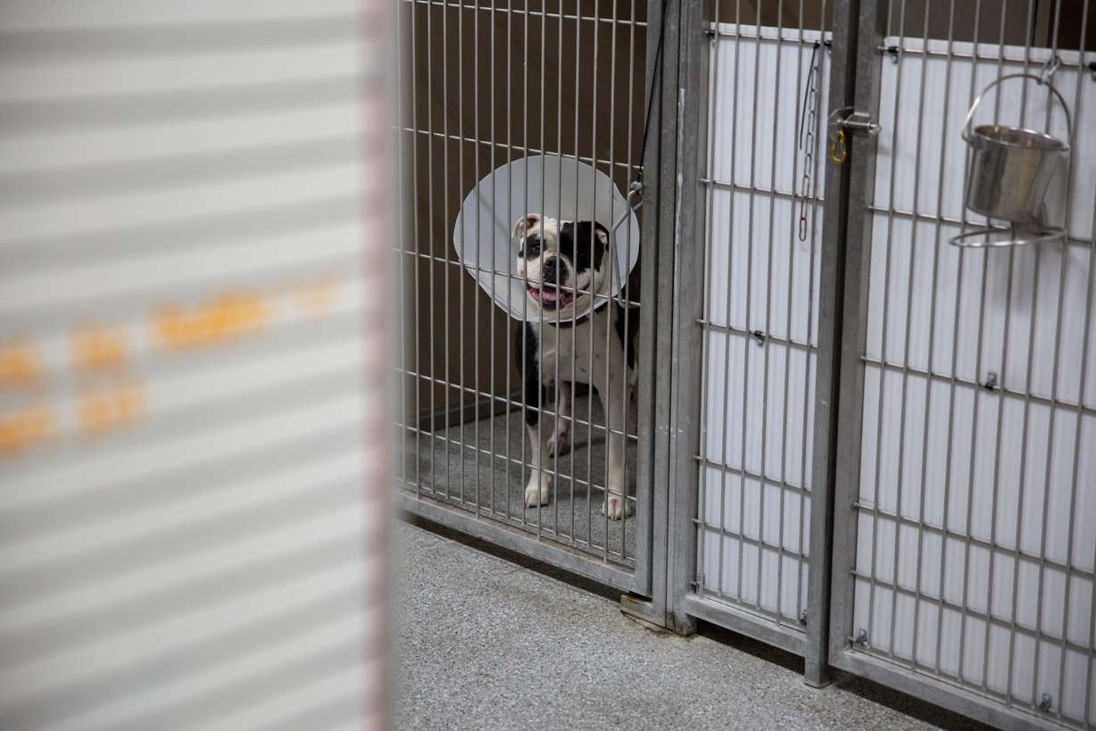 A dog looks out of its kennel at the Animal Care of Davis County in Fruit Heights on Wednesday.