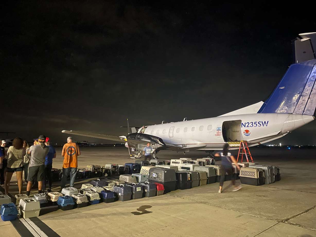 Shelter animals wait to be loaded on a plane for Utah Wednesday morning. Best Friends Animal Society funded an emergency rescue flight with Wings of Rescue, in partnership with Austin Pets Alive! to transport shelter animals affected by recent floods in Texas.