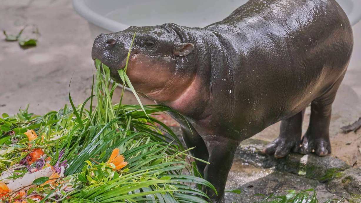 Baby pygmy hippo Moo Deng eats fruit presented for her first birthday celebration at the Khao Kheow Open Zoo in Chonburi province, Thailand, Thursday.