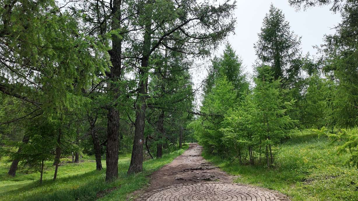 Many native plants and animals have flourished, protected from hunting and farming in Bogd Khan Uul National Park in Mongolia, which was recognized as a UNESCO biosphere reserve in 1996.