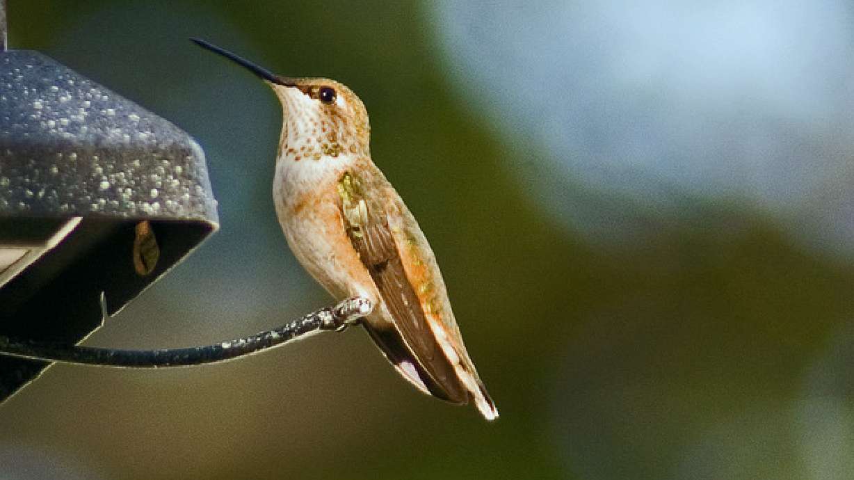 Summer in Utah 2006 - Part VI