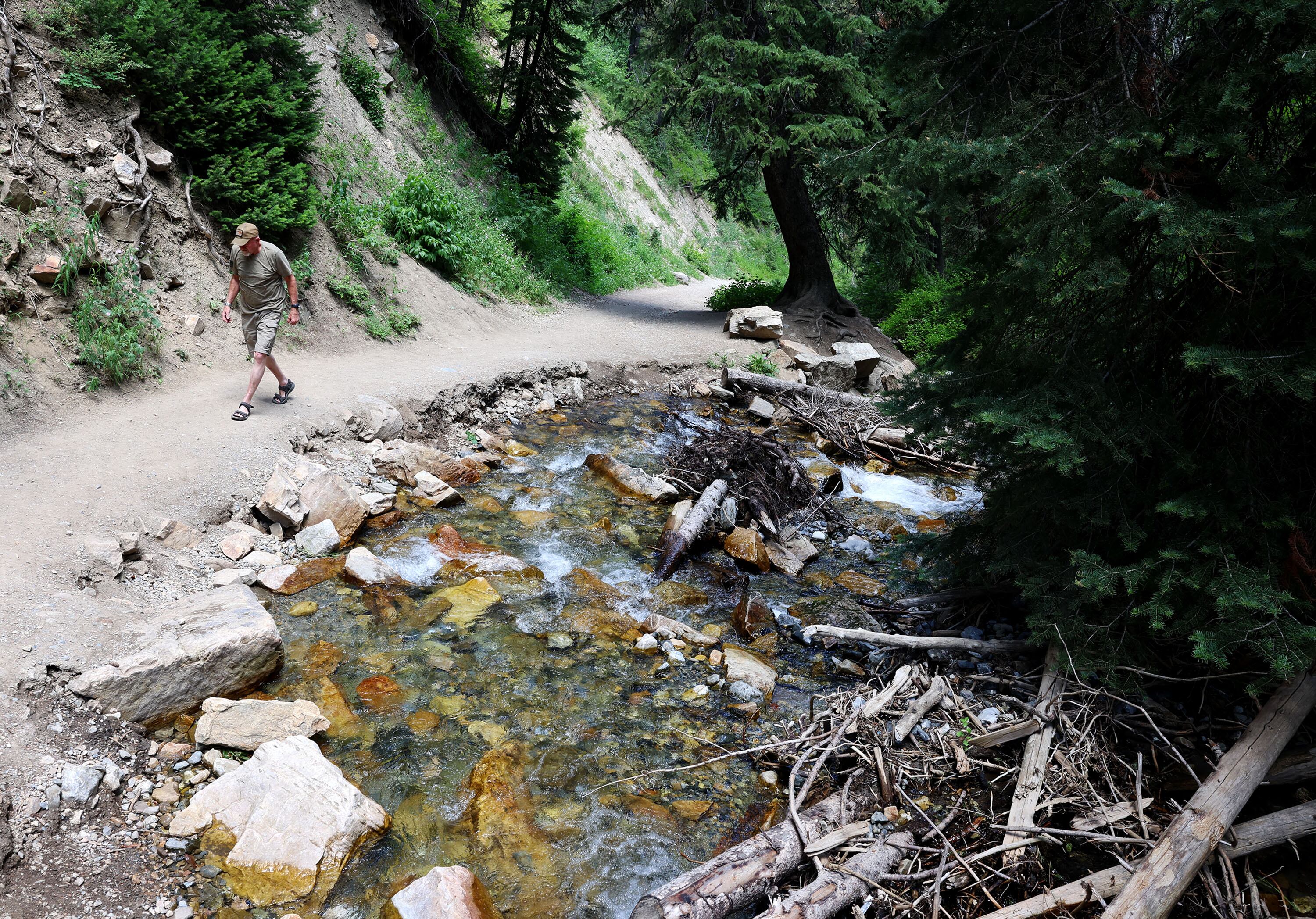 Big, Little Cottonwood canyons face wildfire threats as state surveys overgrowth