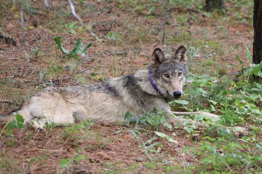 Idaho man accused of falsifying where he killed wolves so he could get a larger bounty