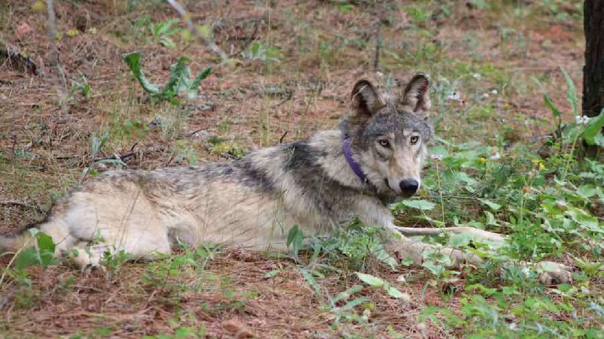 A gray wolf near Yosemite, Calif., on Feb. 2, 2024. An Idaho man was criminally charged Thursday after he allegedly lied about where he killed wolves to get larger bounties.