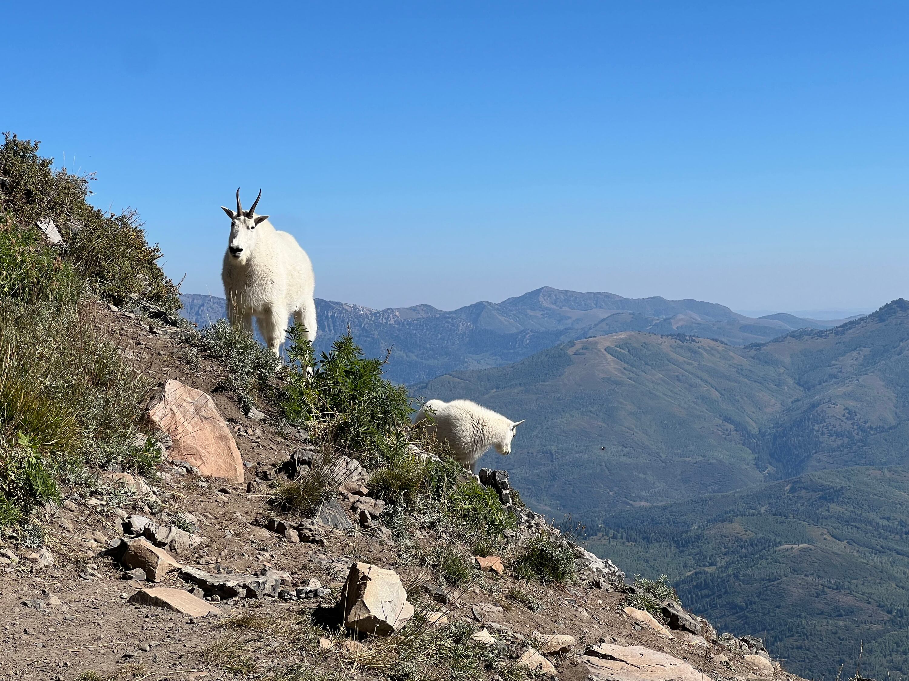 Mountain goats stand on Timpooneke Trail to Mount Timpanogos on Sept. 6, 2024. Hikers may encounter mountain goats along some Utah trails.