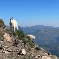 What to do if you meet a mountain goat on a high-elevation hike