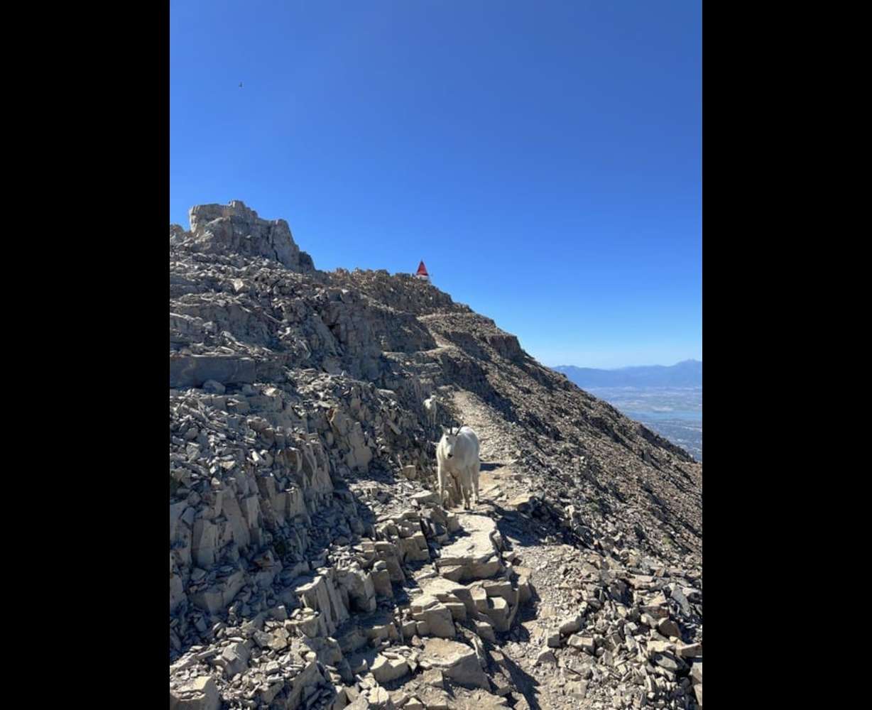A mountain goat and her kid stand near the top of Mount Timpanogos on Tuesday.