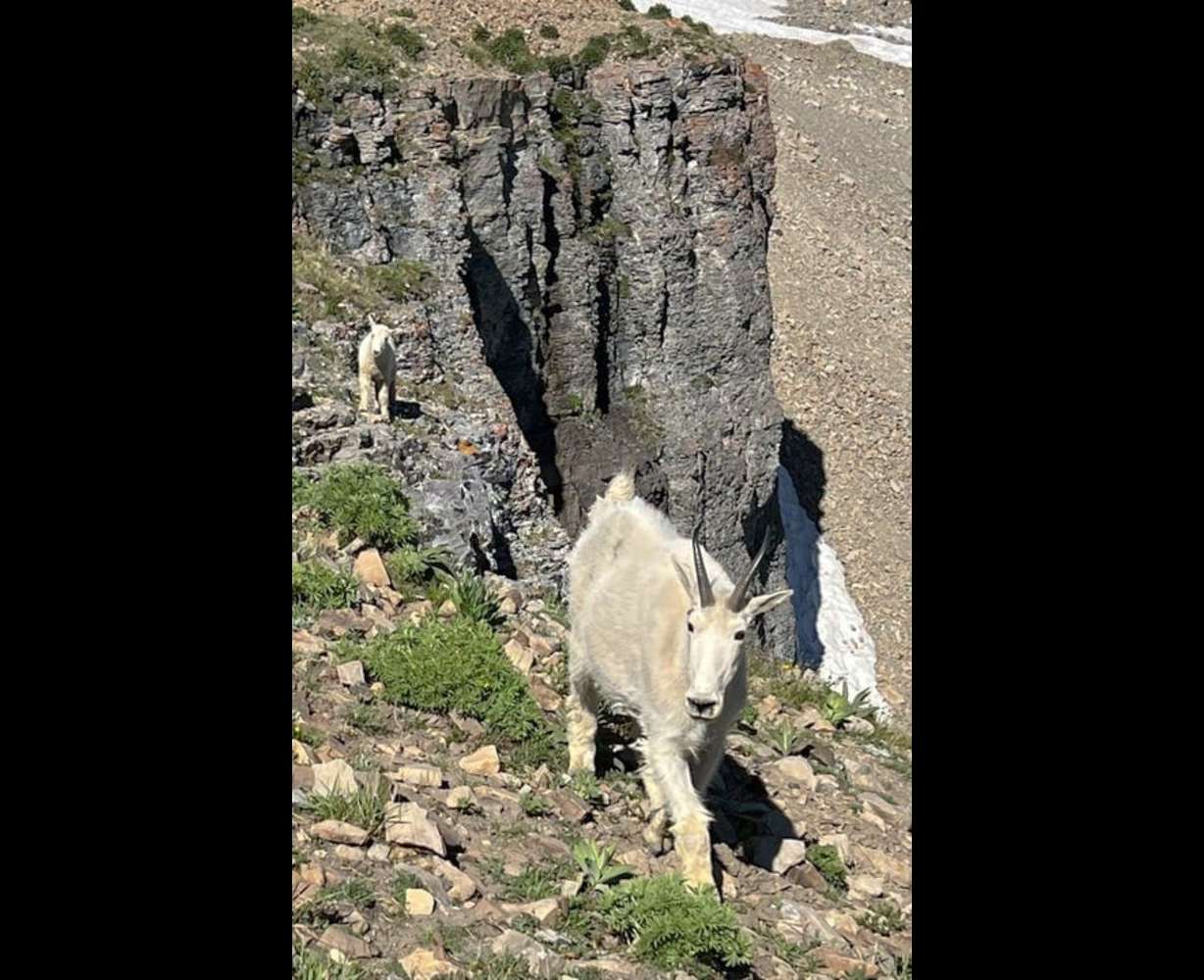 A mountain goat and her kid stand on the Mount Timpanogos trail on Wednesday.